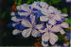 Plumbago.jpg (45423 byte)